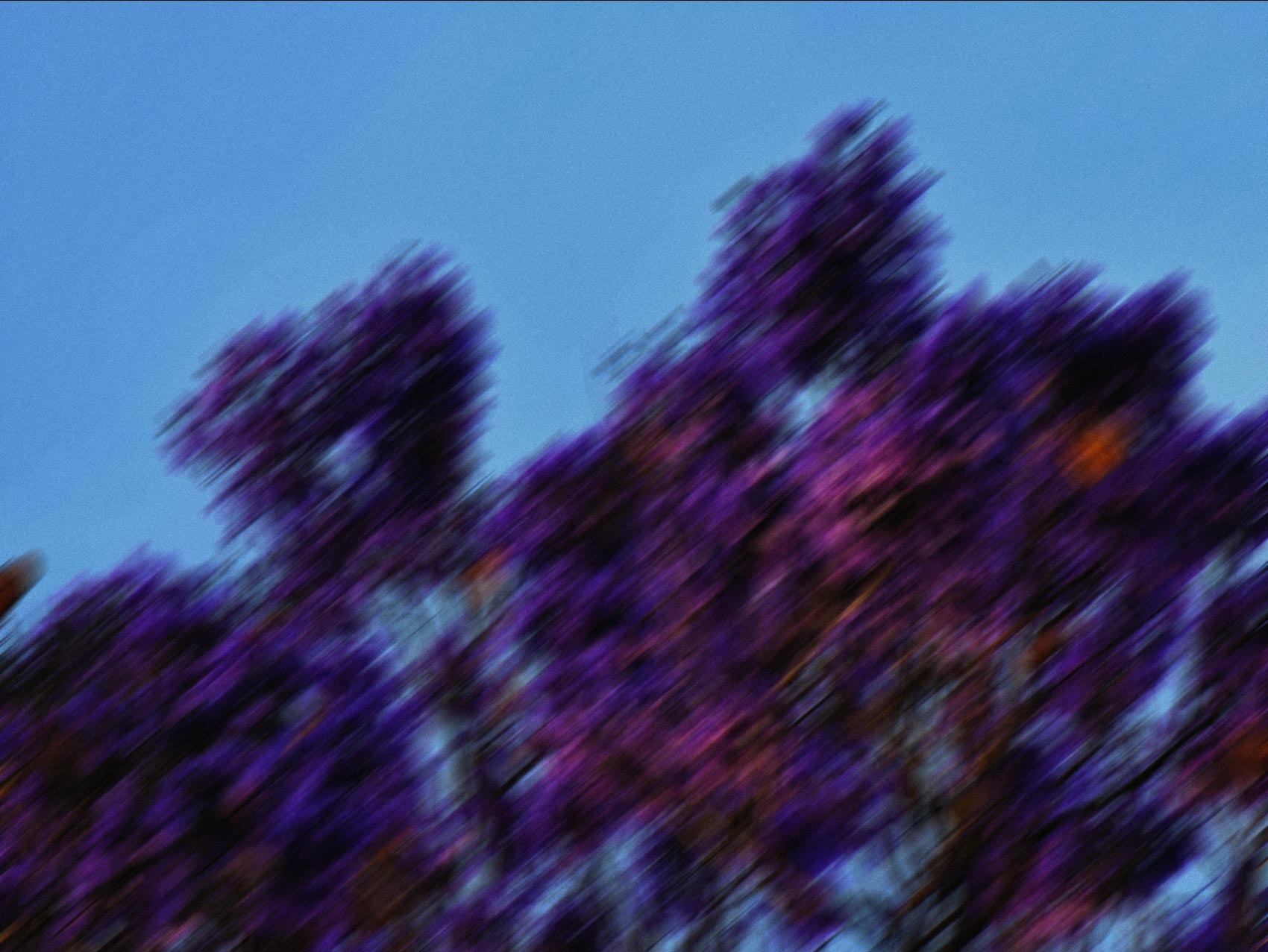 Blurry image of a tree